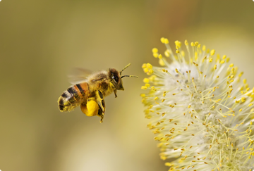 Alergie ako „pandémia 21. storočia“: prečo je peľ agresívnejší a ako sa pripraviť na peľovú sezónu?