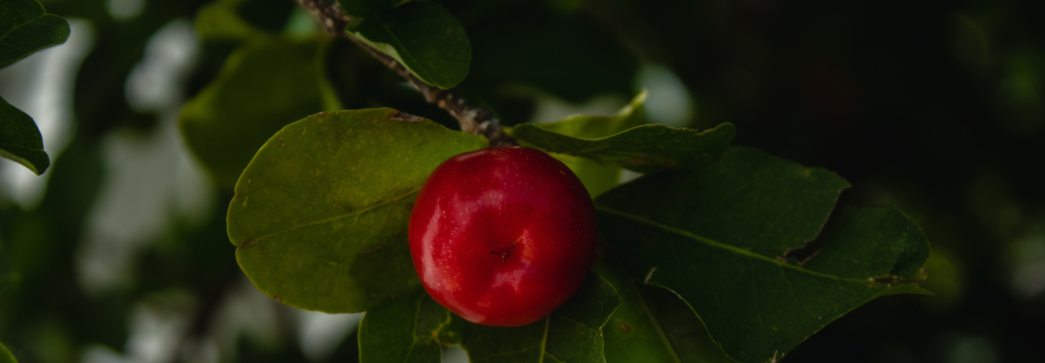 acerola - source of vitamin C
