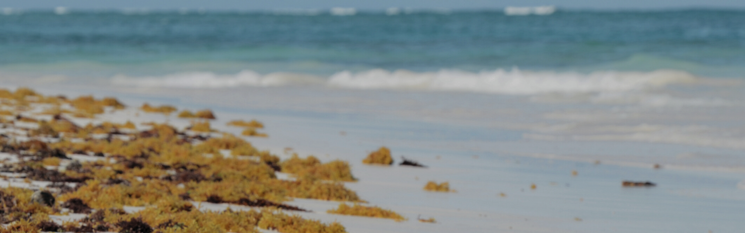 beach with algae